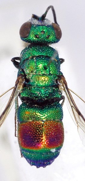 Chrysis2_male_dorsal.jpg