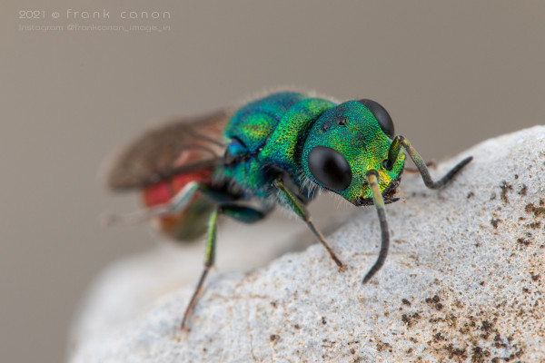 _7D_0808 copie.jpg (1.18 MiB) Viewed 97259 times _7D_0808 copie.jpg