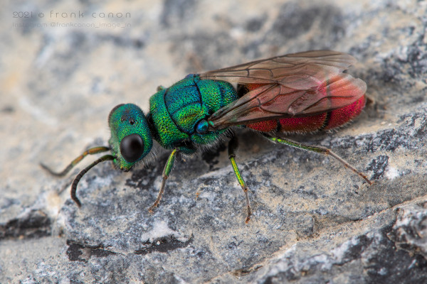 _7D_0785 copie.jpg (1.55 MiB) Viewed 97259 times _7D_0785 copie.jpg