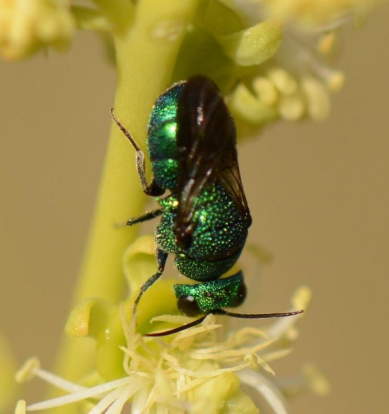 Chrysididae 6mm_5677 (1)d.jpg