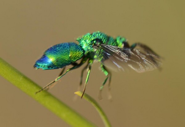 Chrysididae 12mm_5752 (1) - Copyd.jpg