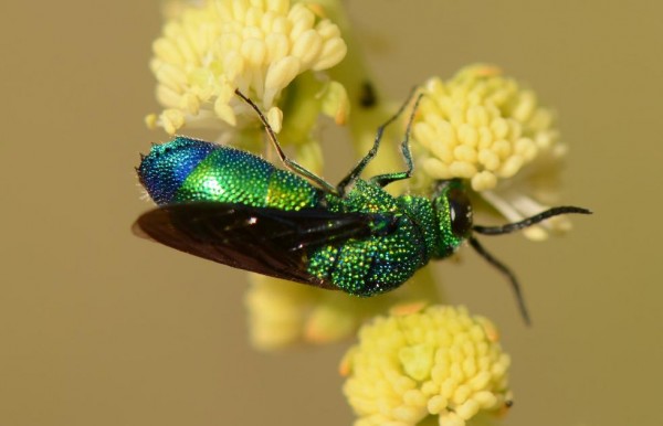 Chrysididae 12mm_5752 (3) - Copyd.jpg