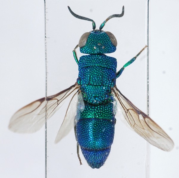 Neochrysis_female1_dorsal2.jpg