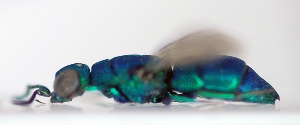 Neochrysis_female1_lateral.jpg