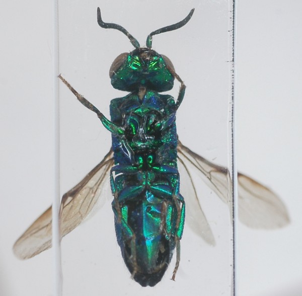 Neochrysis_female1_ventral.jpg