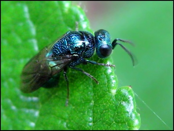 chrysid25-8-10a.jpg