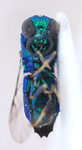 Pleurochrysis_female1_ventral.jpg