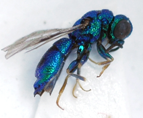 Pleurochrysis_female1_lateral.jpg