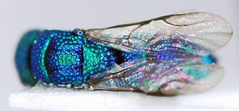 Pleurochrysis_female1_dorsal.jpg