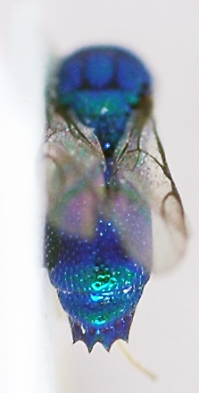 Pleurochrysis_female1_T3.jpg