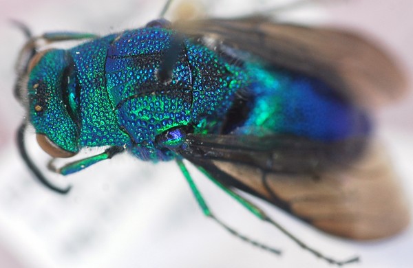 Chrysis_stilboides1_female_dorsolateral.jpg