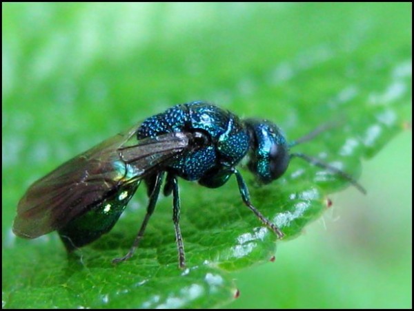 chrysid25-8-10.jpg