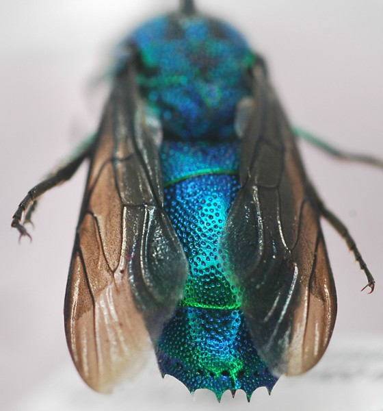 Chrysis_stilboides1_female_T3.jpg