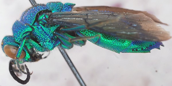 Chrysis_stilboides1_female_lateral2.jpg