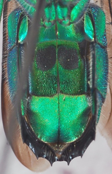 Chrysis_stilboides1_female_ventral.jpg