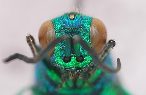 Chrysis_stilboides1_female_face.jpg