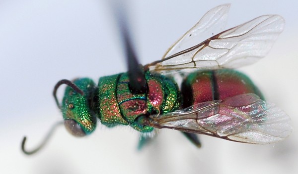 Chrysis_sp1_dorsal.jpg