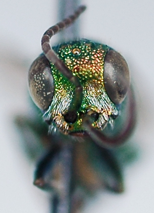 Chrysis_sp1_face.jpg