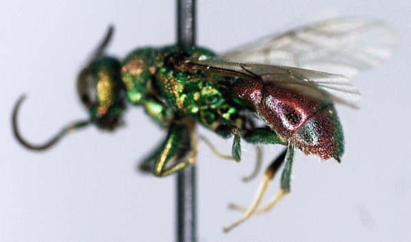 Chrysis_sp1_lateral.jpg