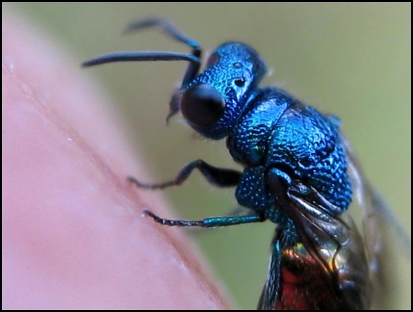 chrysid25-07-09a.jpg