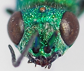 Chrysis2_male_face2.jpg