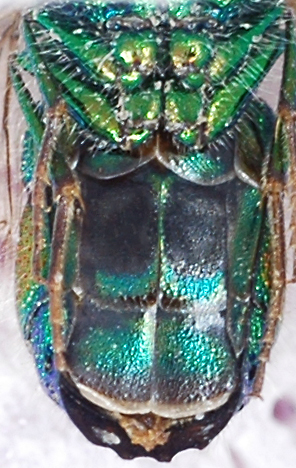 Chrysis2_male_sterna.jpg