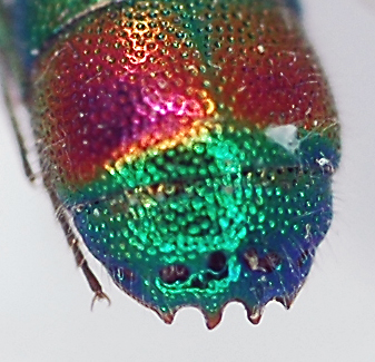 Chrysis2_male_t3.jpg