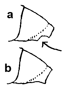 lateral t3.jpg