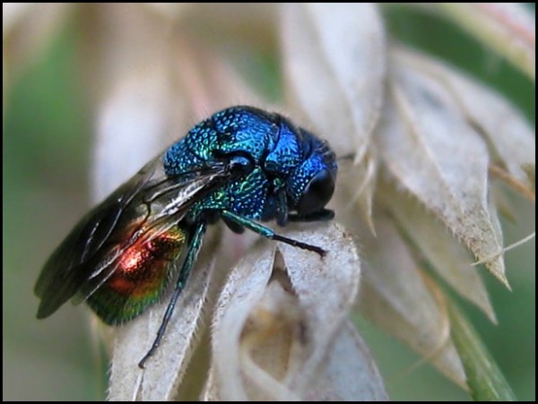 chrysid25-07-09b.jpg