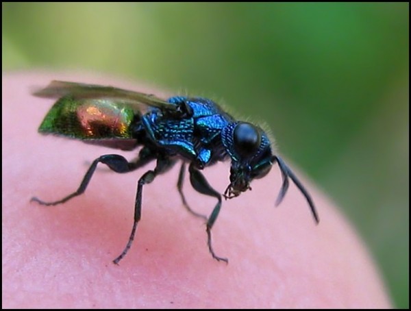 chrysid25-07-09c.jpg