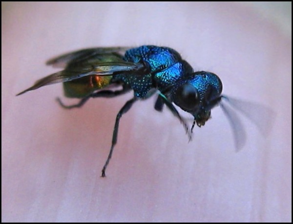 chrysid25-07-09e.jpg