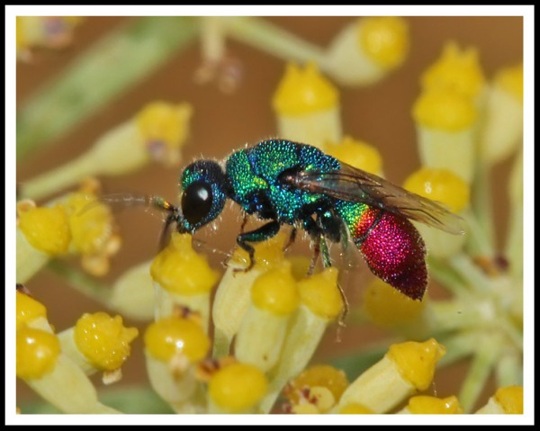 Chrysis_cf_pyrophana_01.jpg