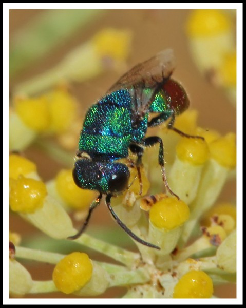 Chrysis_cf_pyrophana_02.jpg