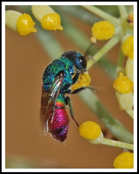 Chrysis_cf_pyrophana_03.jpg