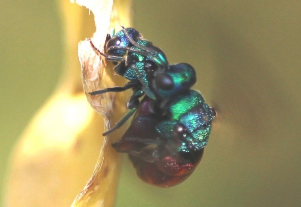 Chrysididae Holopyga 2.2 IMG_4329.jpg