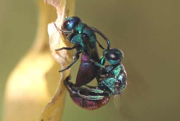 Chrysididae Holopyga 2.3 IMG_4329.jpg