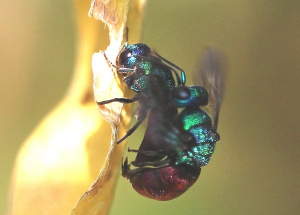 Chrysididae Holopyga 2.4 IMG_4329.jpg