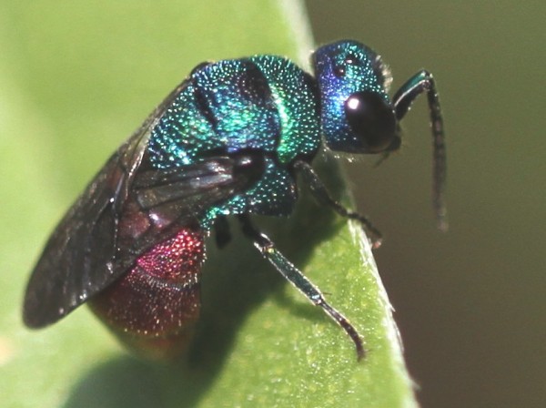 Chrysididae Holopyga 2.1 IMG_4329.jpg