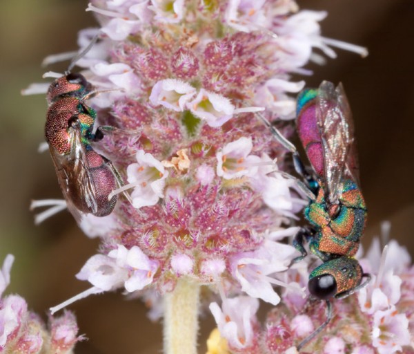 CHRYSIDOIDEA - Hedychridium incrassatum y Pseudospinolia incrassata MAITENA8.jpg