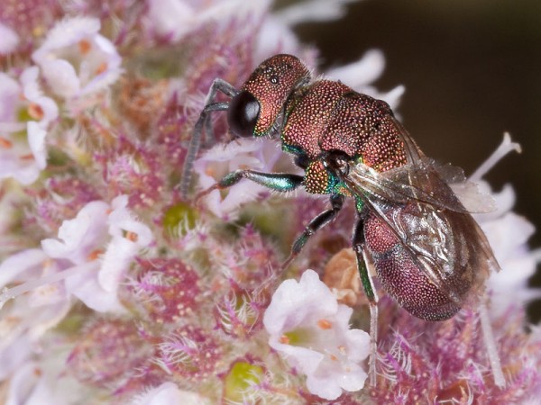 CHRYSIDOIDEA - Hedychridium incrassatum 52mm puede MAITENA8.jpg