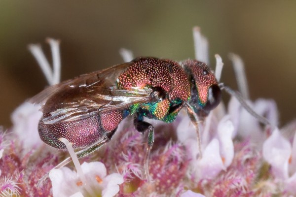 CHRYSIDOIDEA - Hedychridium incrassatum y Pseudospinolia incrassata MAITENA chicasola8.JPG