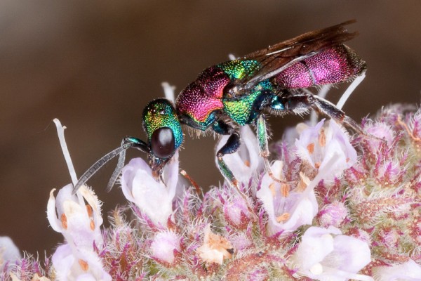 CHRYSIDOIDEA - Hedychrum nobile o niemelai MAITENA82.jpg