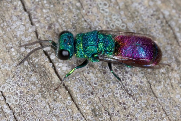 CHRYSIDIDAE_MOTRIL.jpg