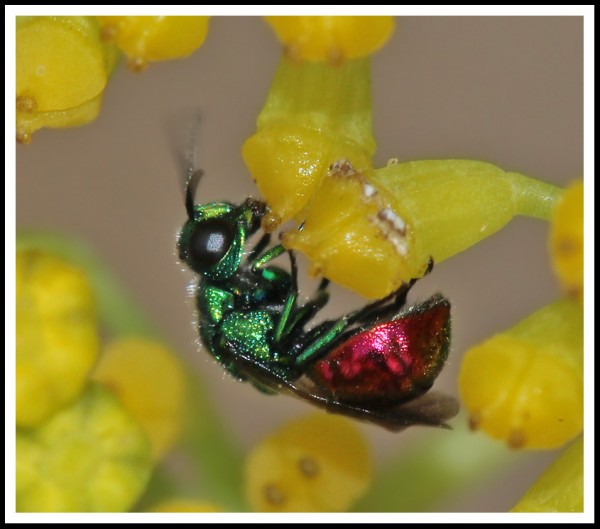 Omalus_sp_01.jpg
