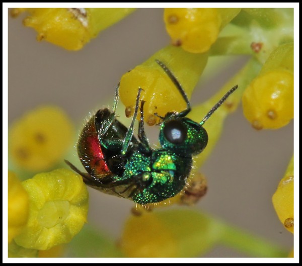 Omalus_sp_02.jpg