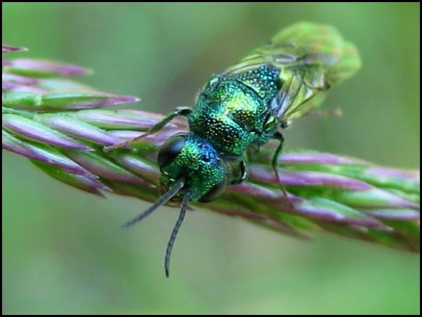 chrysid25-6-09a.jpg