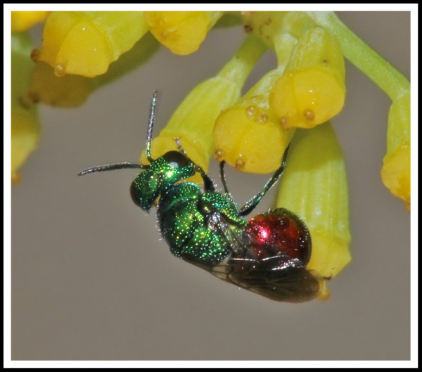 Omalus_sp_03.jpg