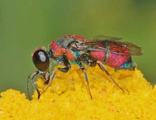 Chrysididae_01_HymIS.jpg