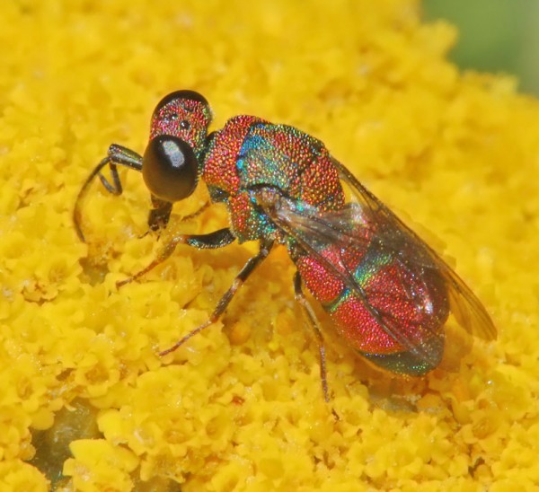 Chrysididae_02_HymIS.jpg