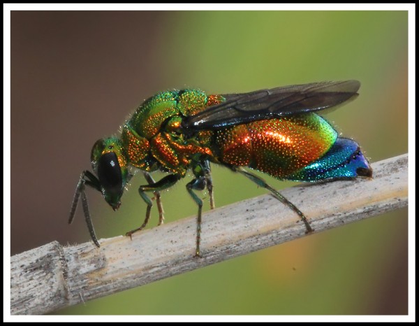 Stilbum_cf_cyanurum.jpg